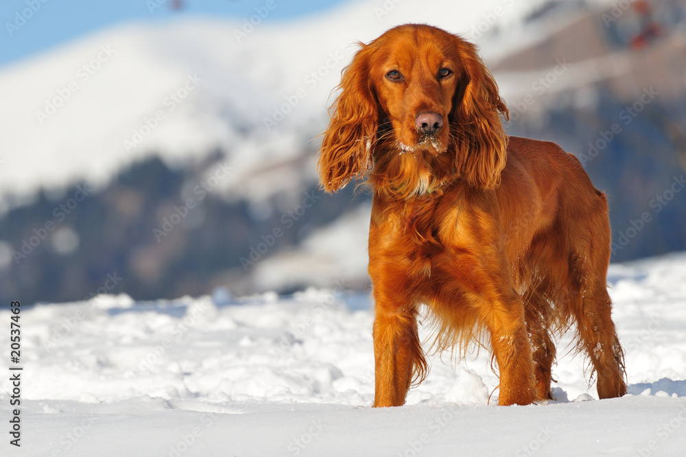 golden british cocker spaniel dog standing in the snow