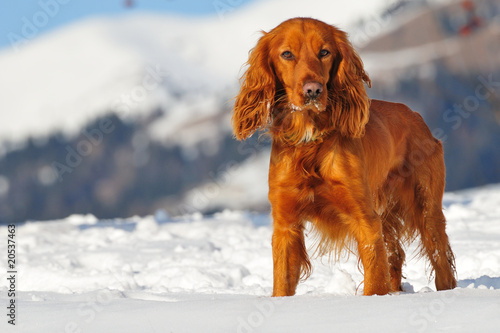 golden british cocker spaniel dog standing in the snow