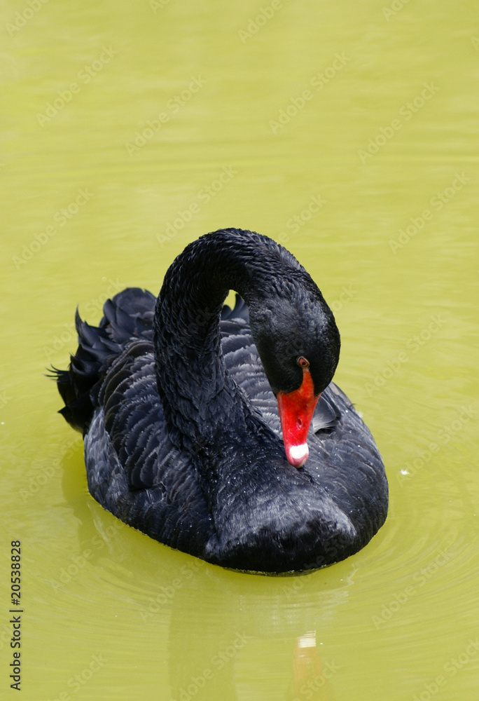 Fototapeta premium Black swan