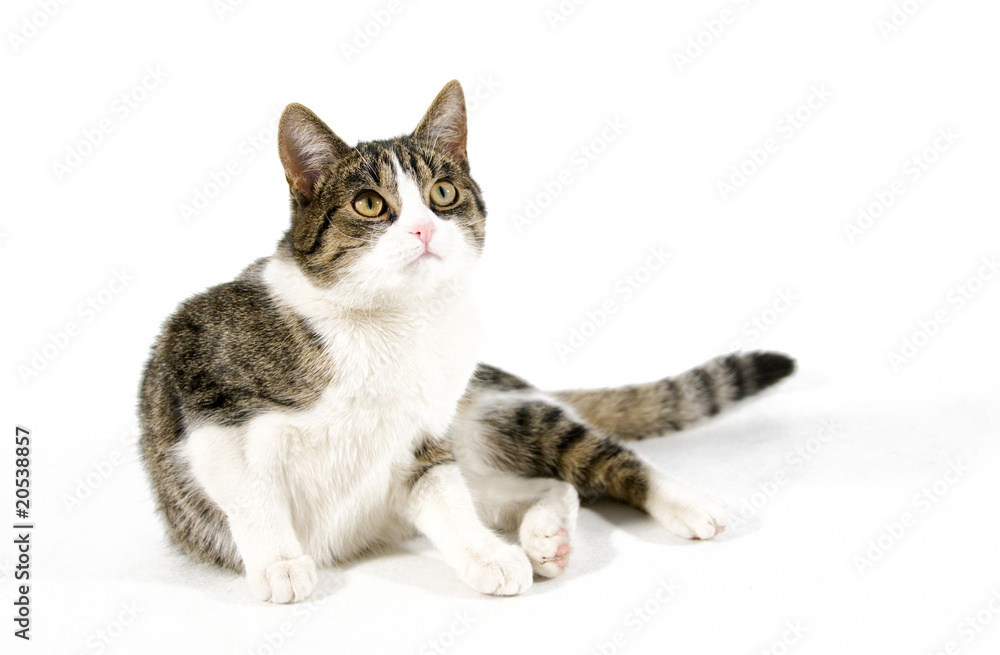 cat