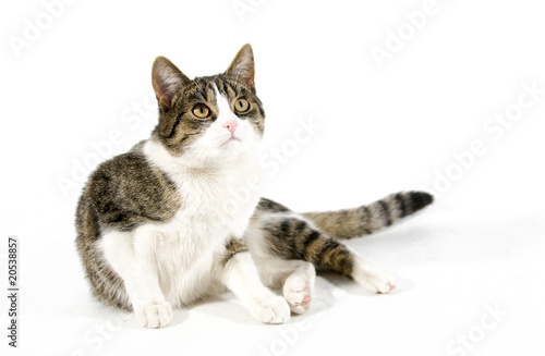 Obraz na płótnie cat w salonie
