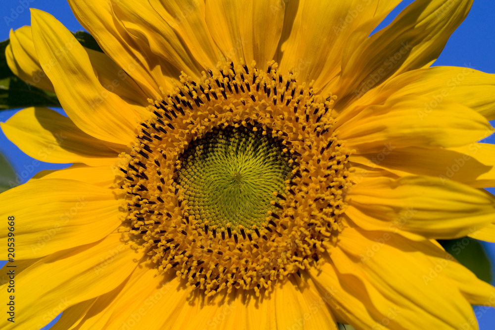 Obraz premium sunflower