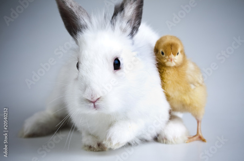 Chickens in bunny
