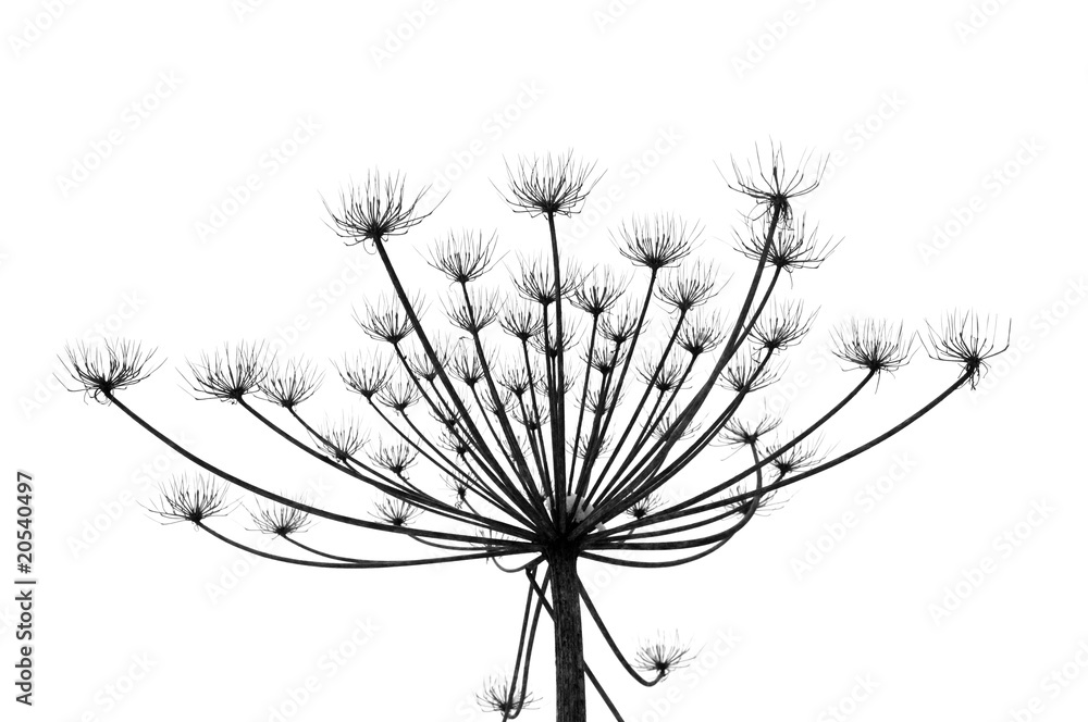 Fototapeta premium Hogweed in winter time