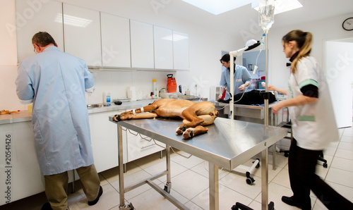 grande salle de soins vétérinaires photo