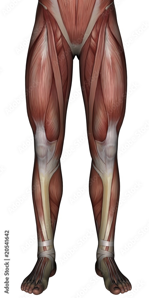 3D muscle of man 3D muscle of man