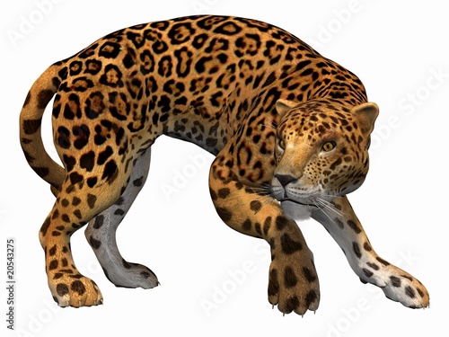 Jaguar