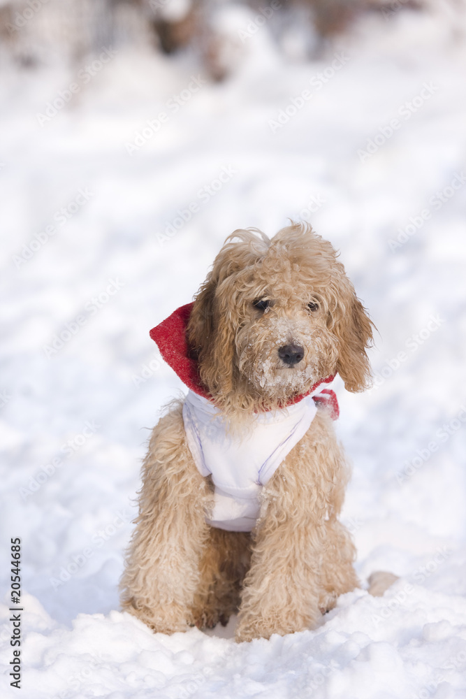 small puppie in snow