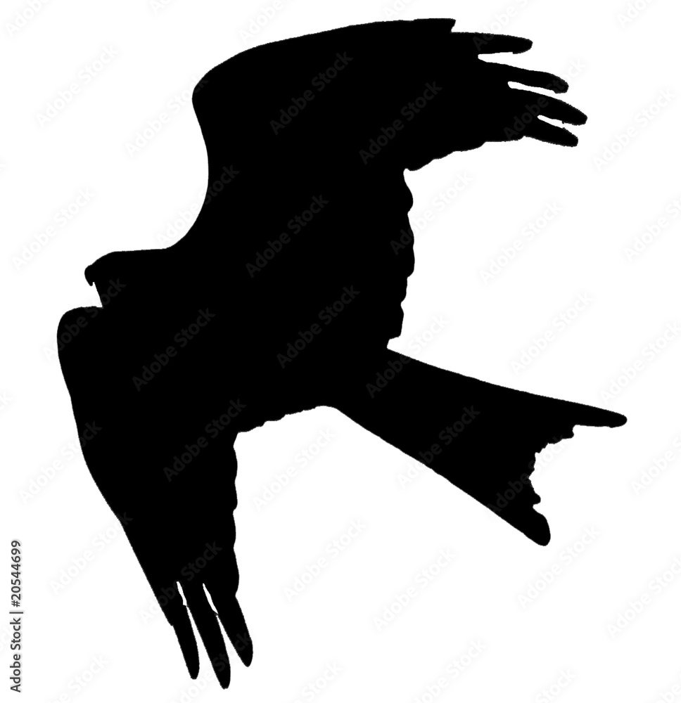 Greifvogel Stock-Vektorgrafik | Adobe Stock