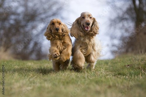 deux cockers anglais faisant la course de face photo