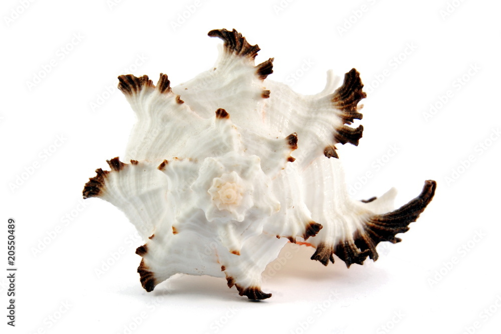Sea shell Sea shell
