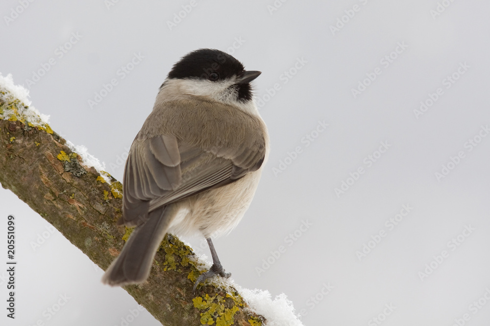 Naklejka premium Winterliche Sumpfmeise