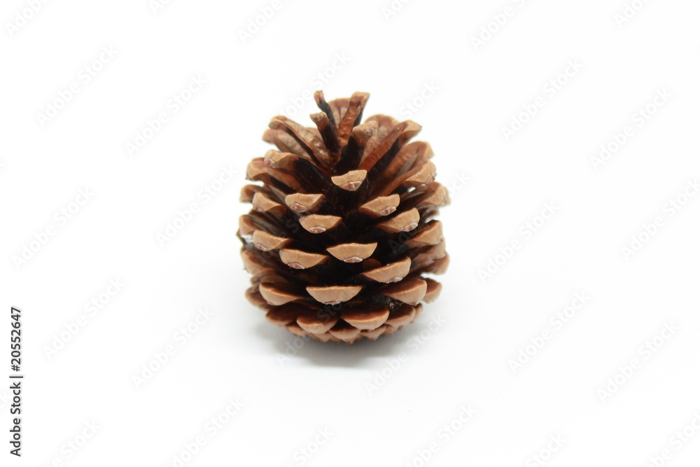 Pine cone Pine cone