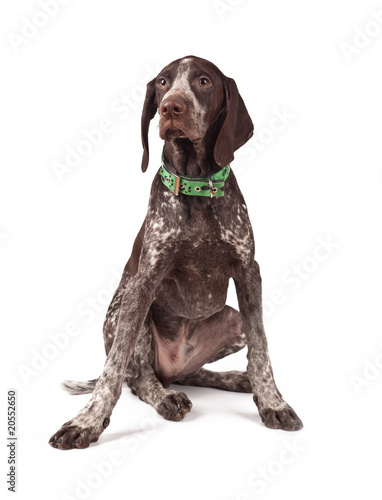 German short-haired pointer the hunting dog, sits on white a bac