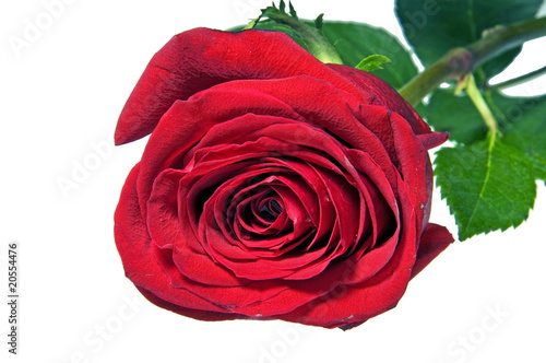 red rose on a white background