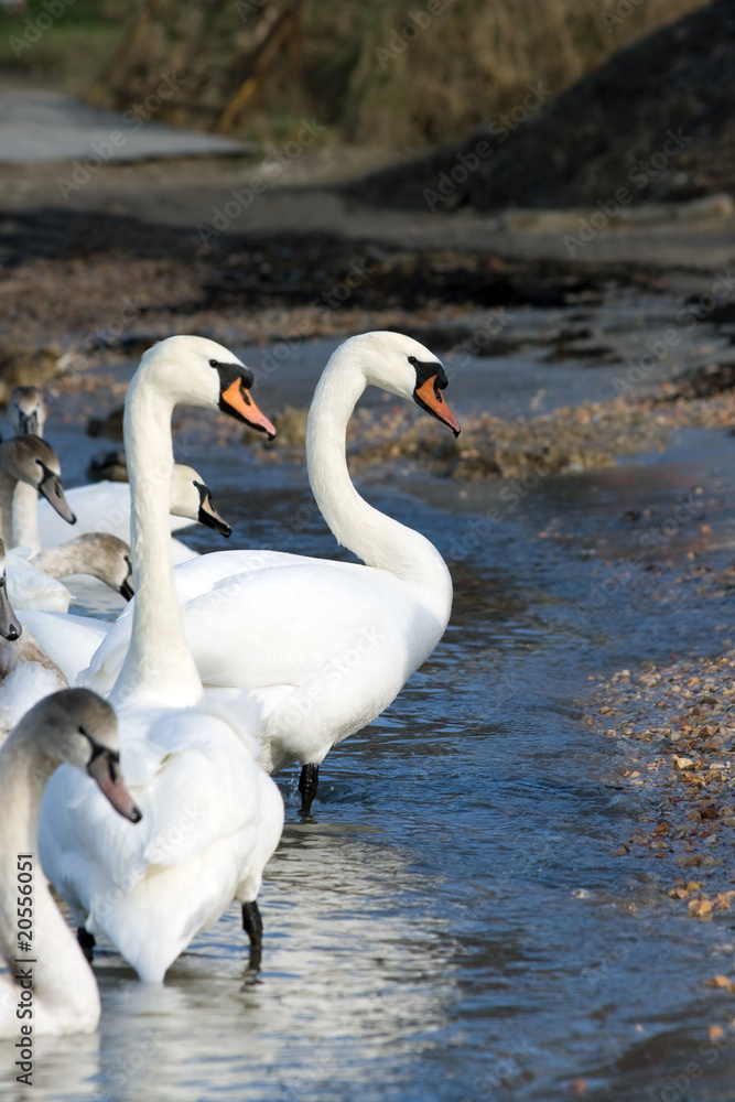 Fototapeta premium Swans on the beach