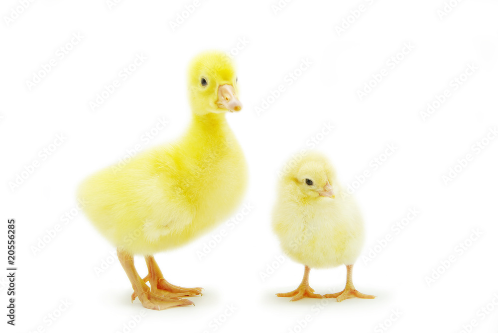 chicken and gosling