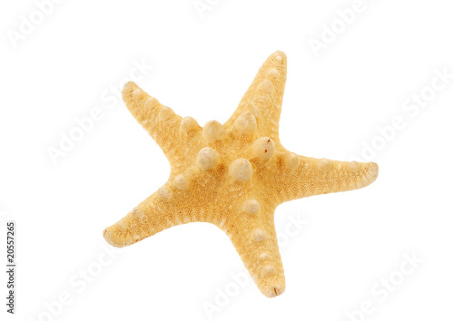 Sea-star over white