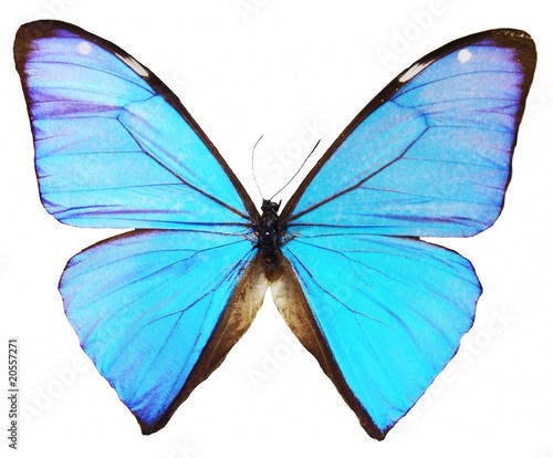 blue butterfly