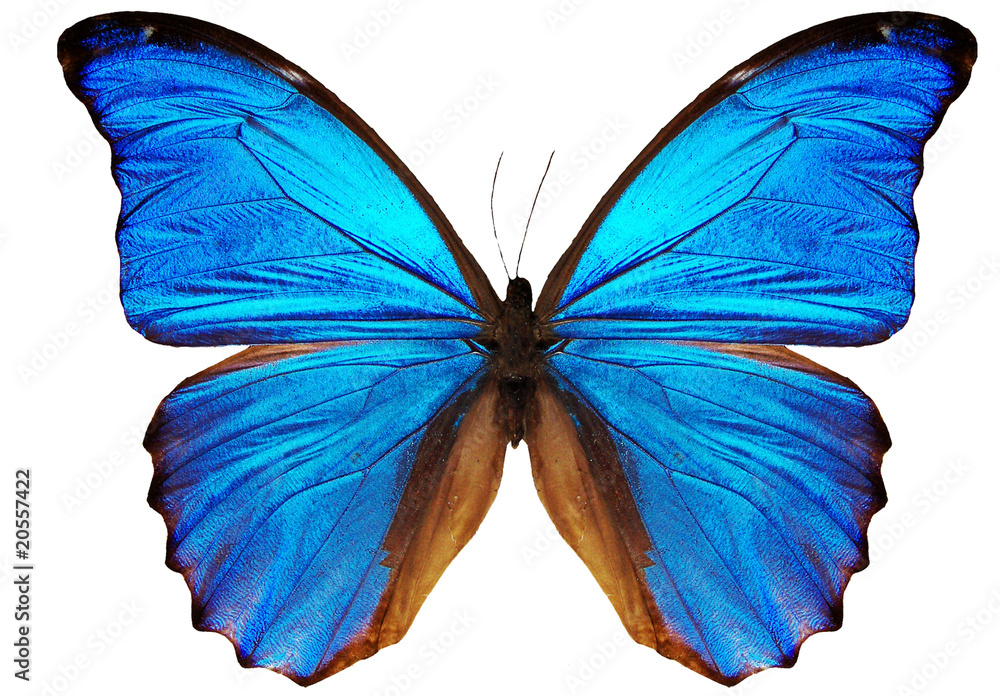 Obraz blue butterfly