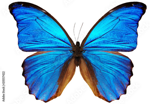 blue butterfly photo