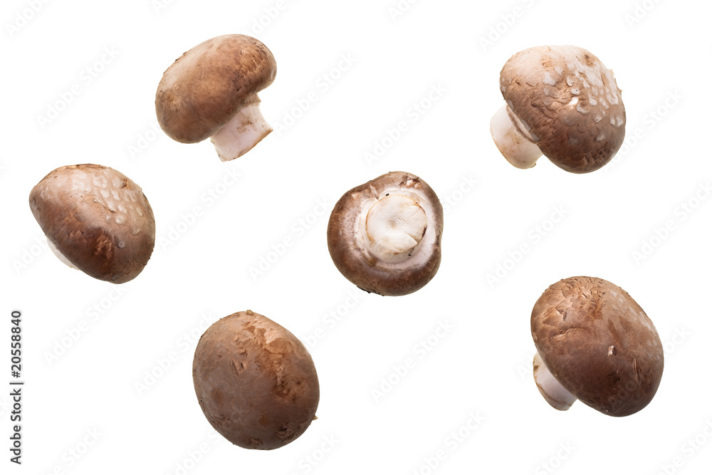 Pilze freigestellt Pilze freigestellt