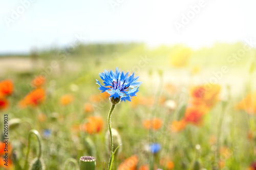 blue cornflowers in the rays of the sun