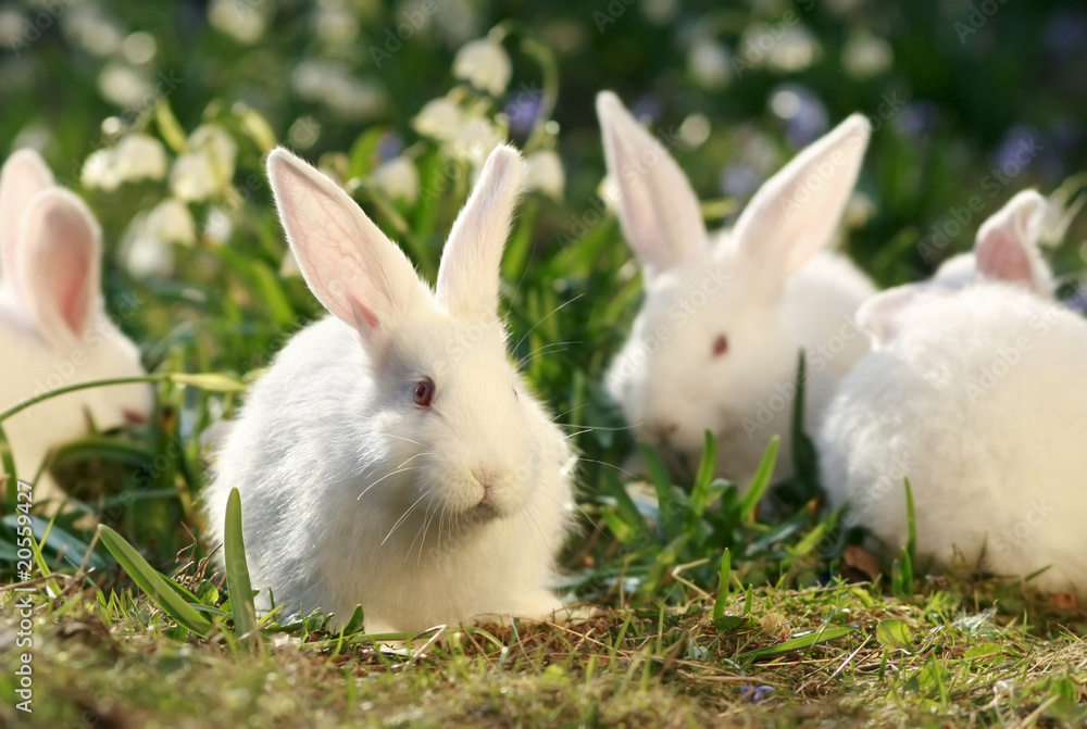 flock rabbits flock rabbits