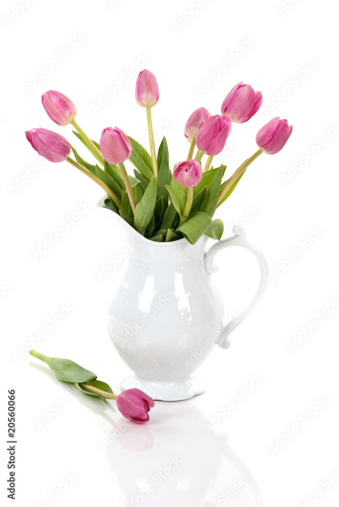 Tulip Tulip