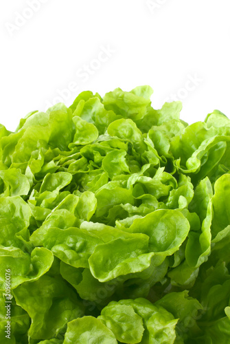 Close up of butterhead lettuce (macro)