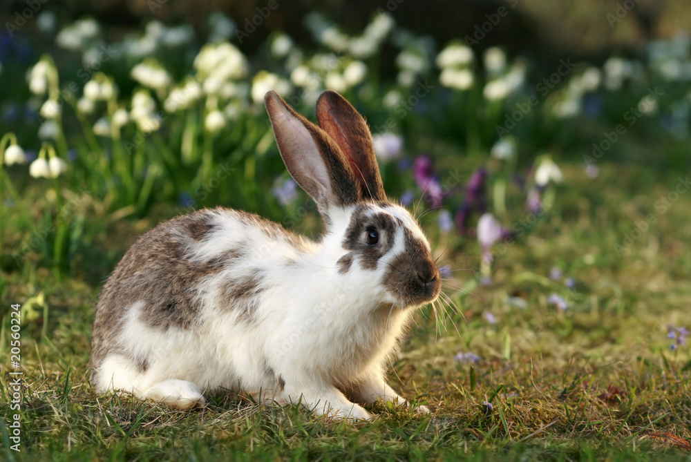 crossbreed rabbit crossbreed rabbit