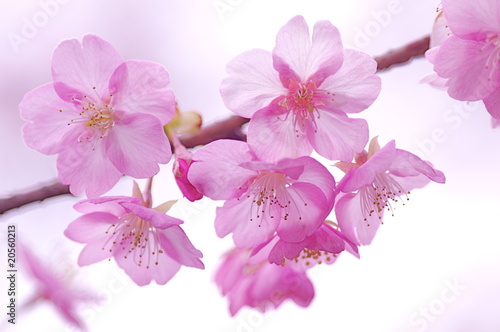 河津桜のアップ