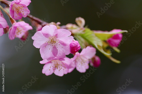 河津桜のアップ