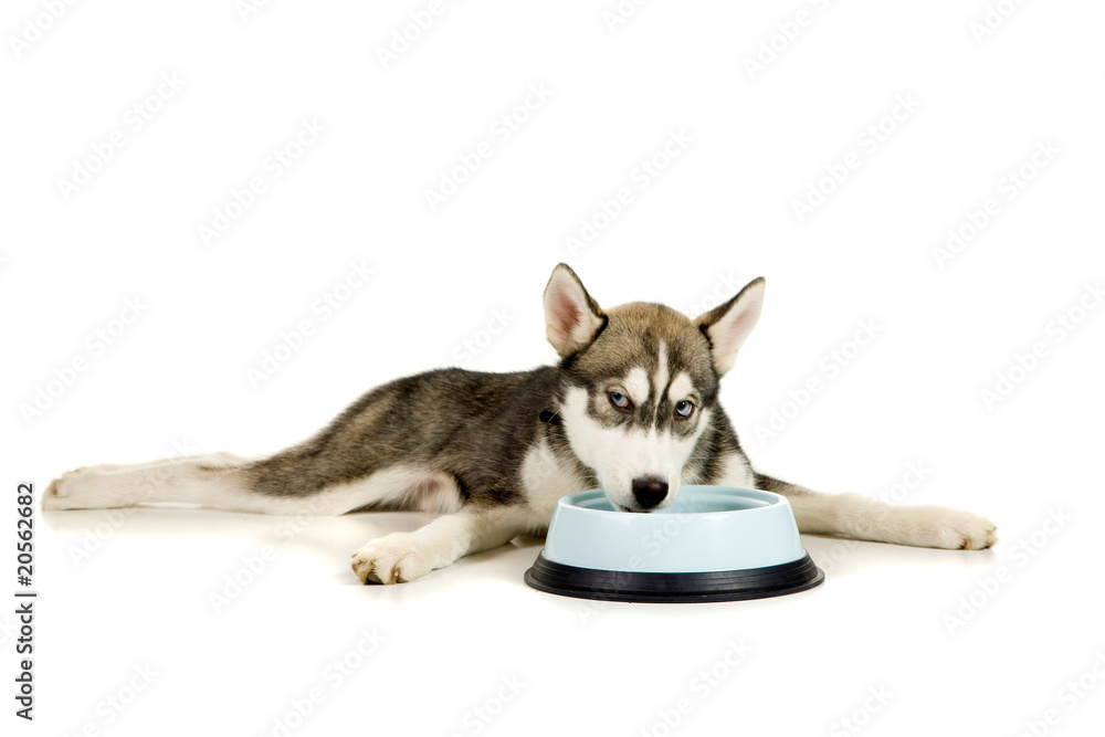 Fototapeta premium Lunch