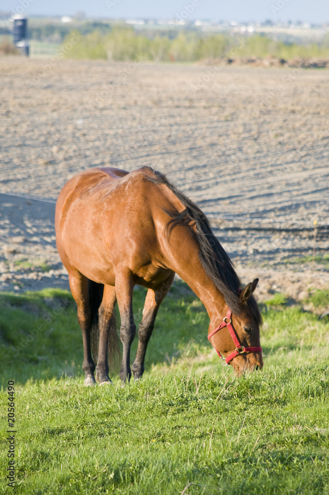 Obraz premium Cheval