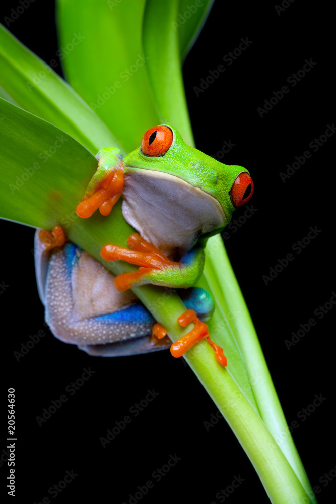 Fototapeta premium frog in a plant isolated black