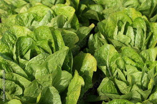 close up on lettuce