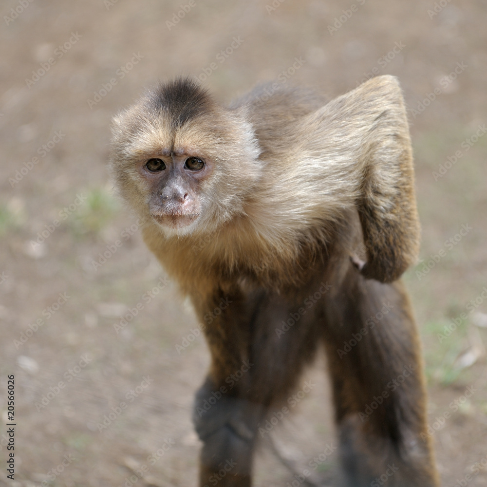 Monkey Monkey