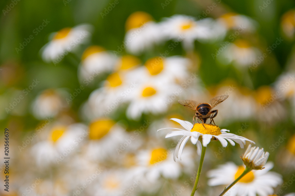 biene auf blüte biene auf blüte