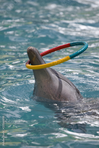 The dolphin plays a color hoop