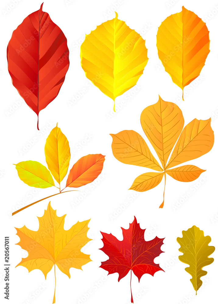 Fototapeta premium Autumn leaves.