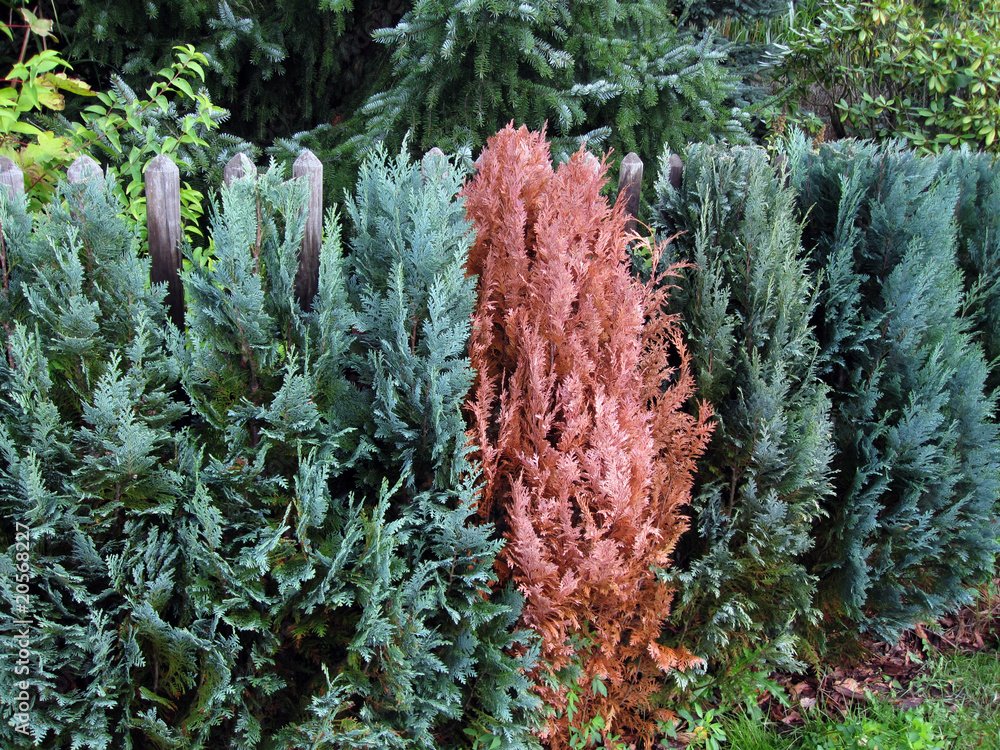 Fototapeta premium hecke