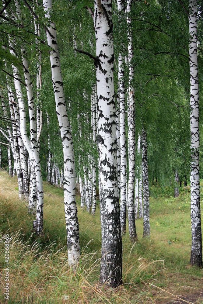 Fototapeta premium Panorama lasu brzozowego