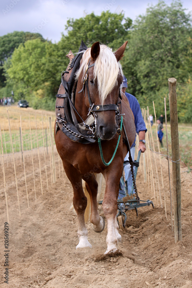 Rheinisches-Deutsches Kaltblut beim Pflügen Rheinisches-Deutsches Kaltblut beim Pflügen