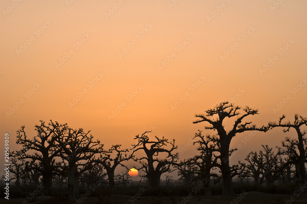 african sunset in baobab forest in senegal