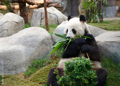 A giant panda eats bamboo