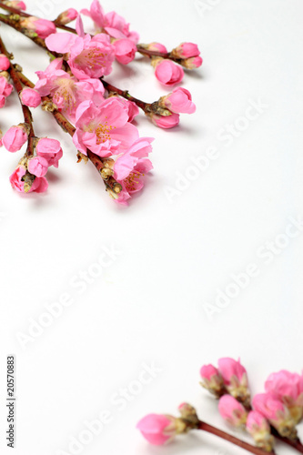 Fototapeta Naklejka Na Ścianę i Meble -  peach blossom