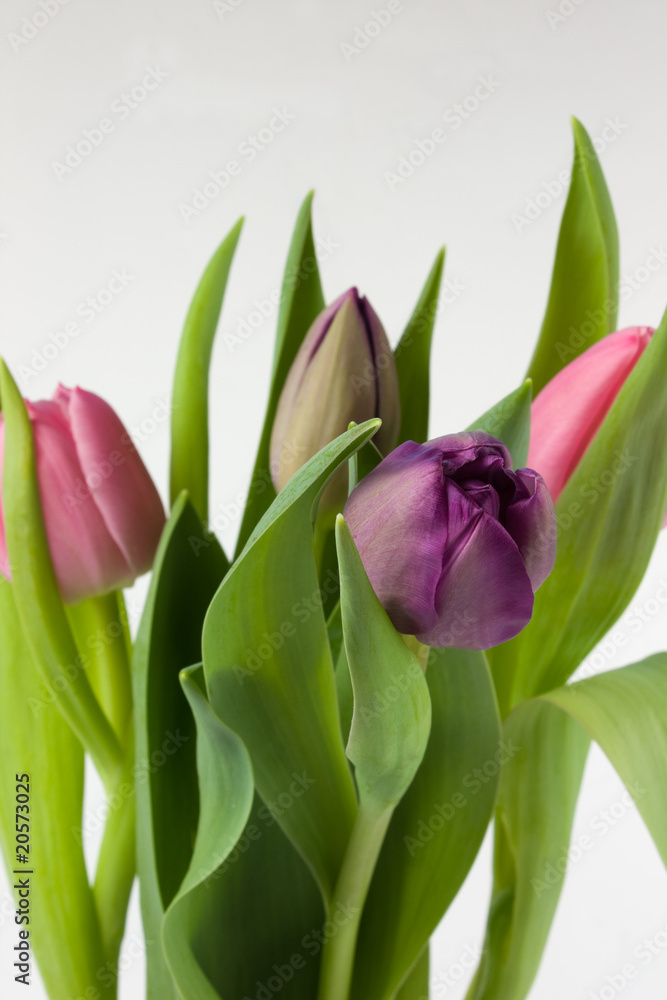 Bunch of tulips Bunch of tulips