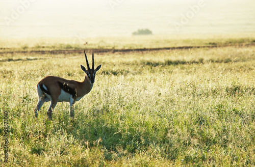 Antelope