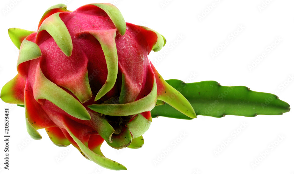 Fototapeta premium plante et fruit, pitaya, fond blanc